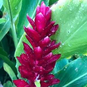 Meet your Posher, Paige